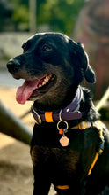 Load image into Gallery viewer, Hunter Large Dog Collar
