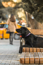 Load image into Gallery viewer, Hunter Large Dog Collar
