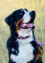 Load image into Gallery viewer, Ranger Large Dog Collar
